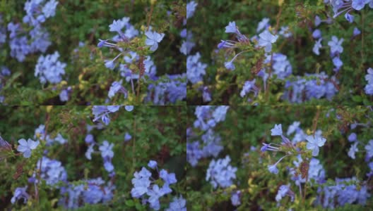 多利拍摄的野生蓝夹竹桃花的特写镜头高清在线视频素材下载