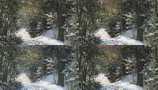 阳光明媚的冬天森林。昨天下的雪被风从树叶上吹落了高清在线视频素材下载