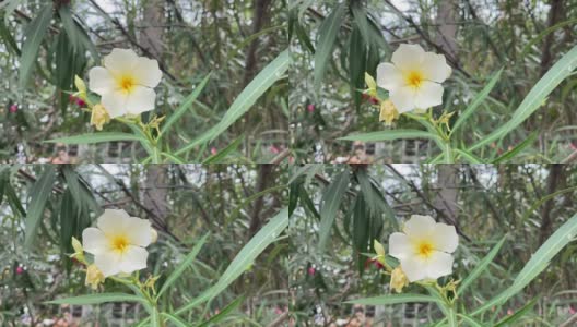 天然花园中的黄色夹竹桃花高清在线视频素材下载