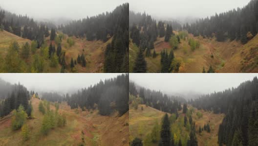 秋雾森林无人机飞行视图高清在线视频素材下载