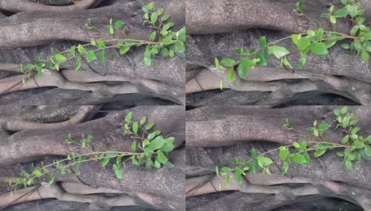 一棵植物从一棵茂盛的老树上生长的垂直视频高清在线视频素材下载