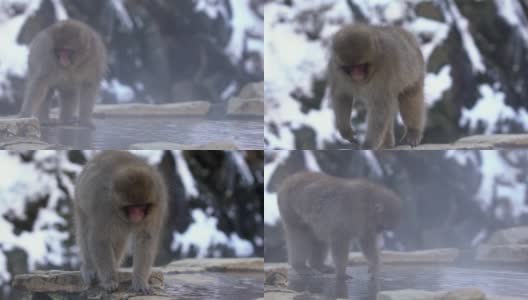 慢镜头著名的雪猴在天然温泉中饮水高清在线视频素材下载