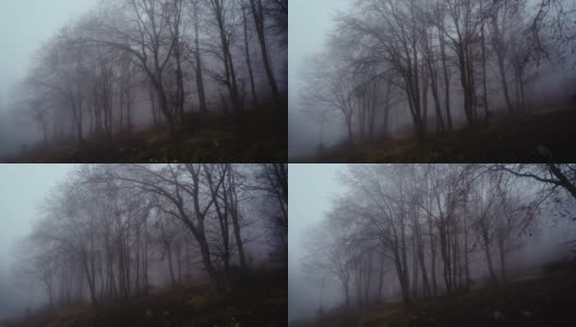 早晨森林里有美丽的雾高清在线视频素材下载