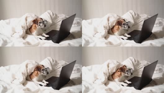 狗和电脑在床上高清在线视频素材下载