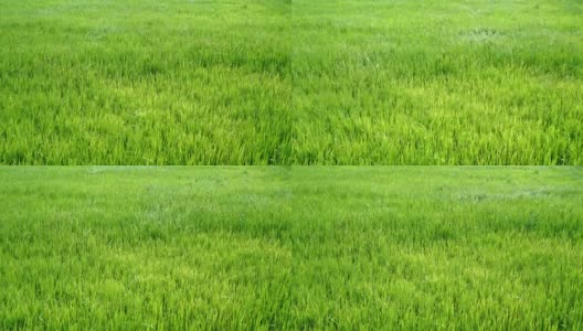 4k视频镜头水稻绿色的草地随风摇摆在绿色的田野现场白天的时间高清在线视频素材下载