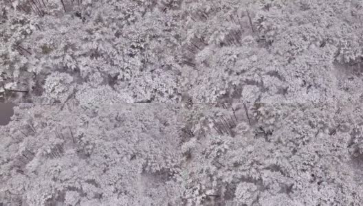 鸟瞰图:冬季巴伐利亚森林高清在线视频素材下载