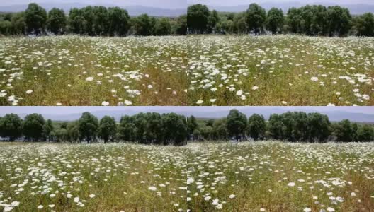 白色的花朵领域高清在线视频素材下载