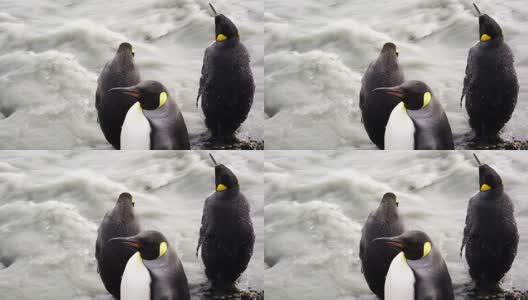 王企鹅高清在线视频素材下载