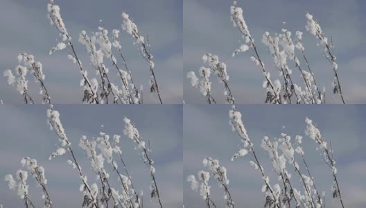 在干燥的田野植物上的蓬松的小雪高清在线视频素材下载