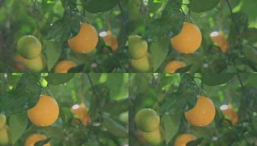 一个热带雨后的晴朗日子里，成熟多汁的橙子在柑橘树上成熟高清在线视频素材下载