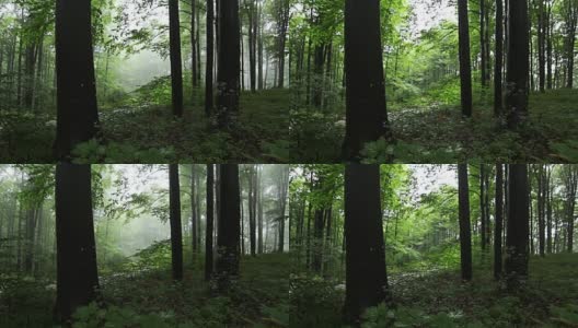 森林的时间随着树木中飘过的雾而流逝高清在线视频素材下载