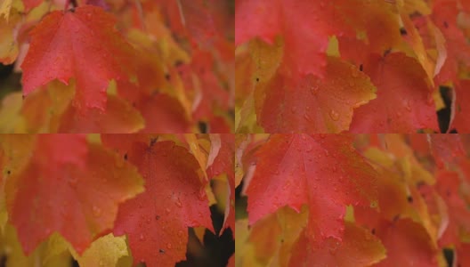 近距离观察:在多雨的秋天，水滴落在红色枫树顶上明亮潮湿的叶子上高清在线视频素材下载