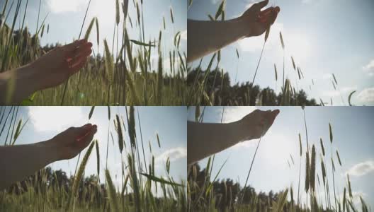 日落时分，农民的手摸着麦田里的小穗高清在线视频素材下载