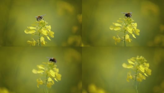 蜜蜂从芥菜花蜜中采集花蜜的慢动作。高清在线视频素材下载