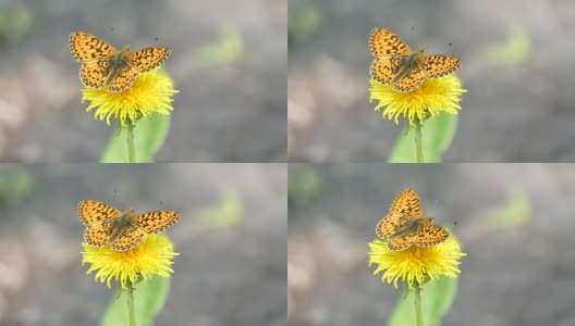 夏日森林里，一只橙色的蝴蝶停在蒲公英花上高清在线视频素材下载