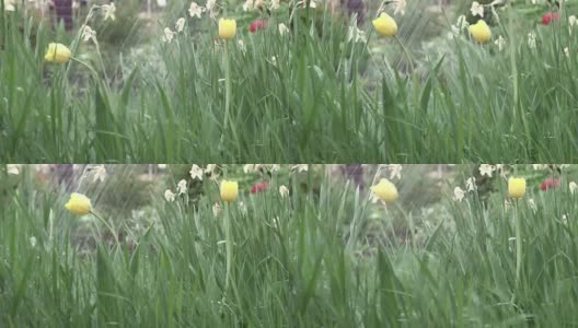 花和草在雨中高清在线视频素材下载