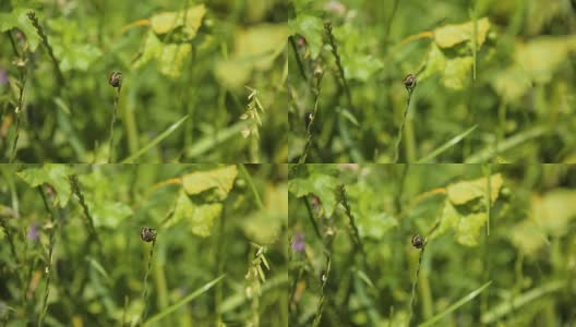 小昆虫在草叶上郁郁葱葱的田野，野生动物的宏观特写高清在线视频素材下载