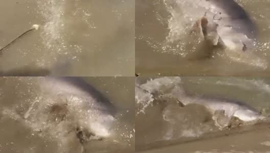 大鲟鱼漂浮在渔场的水里高清在线视频素材下载