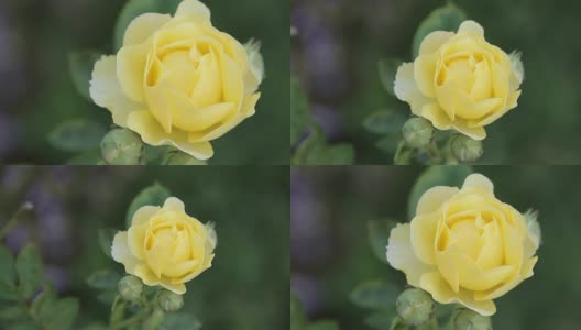 黄玫瑰:缩小镜头。高清在线视频素材下载