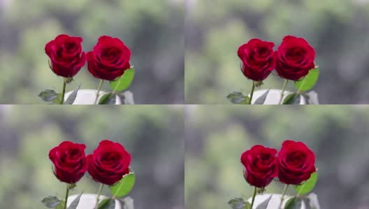 花园里两朵玫瑰迎风摇曳高清在线视频素材下载