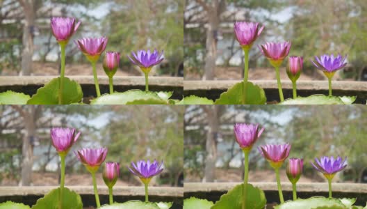 lotus水礼来公司高清在线视频素材下载