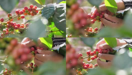 农夫用手采摘成熟的罗布斯塔咖啡浆果，慢镜头高清在线视频素材下载