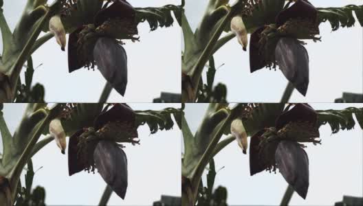 蜜蜂在巨大的香蕉花周围飞舞高清在线视频素材下载