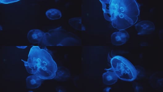 深海里闪亮的蓝色水母特写高清在线视频素材下载