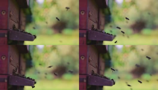 蜂房，侧视图，蜜蜂到达蜂房。景深浅，选择性聚焦。高清在线视频素材下载