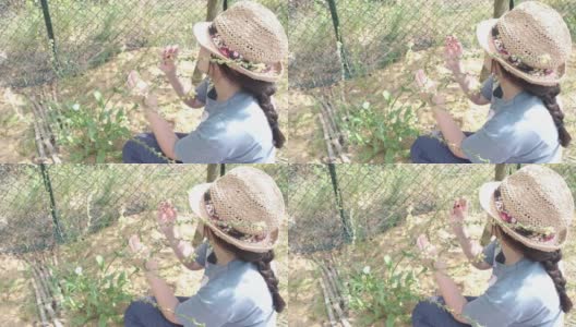 一个迷人的年轻植物学家女士戴着太阳帽的高角度视角数种子和水果花卉的数量为科学研究，而坐在地球上的田野在夏季植物学植物科学自然花卉研究分析草药植物高清在线视频素材下载