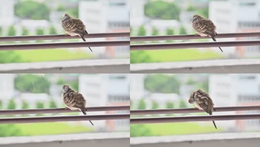 孤独的鸽子在城市里躲雨高清在线视频素材下载