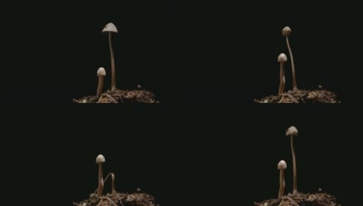 在宏观模式下，蘑菇在黑色背景下缓慢生长高清在线视频素材下载