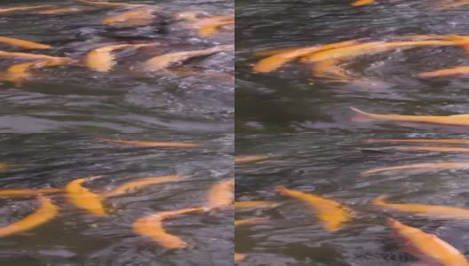 金色的虹鳟鱼在鱼场里戏水。高清在线视频素材下载
