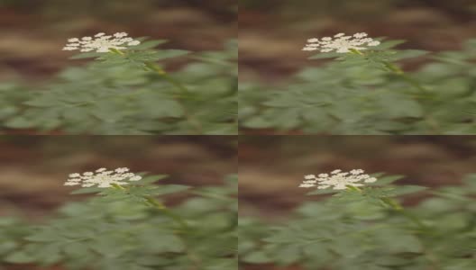 白色的花和绿色的叶子慢动作高清在线视频素材下载
