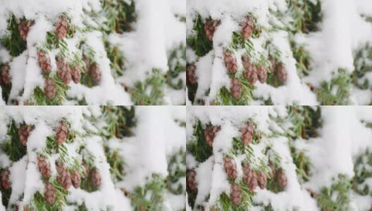 在雪花纷飞的森林场景中，高山树木用白色的雪覆盖在绿色的树叶和树枝上，美丽的大自然在冬季季节，冬季复古的概念高清在线视频素材下载