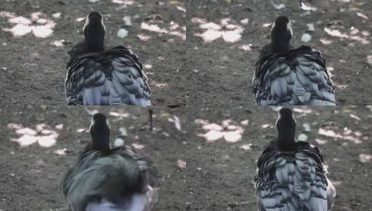一只野鸭拍打着翅膀。清理羽毛高清在线视频素材下载