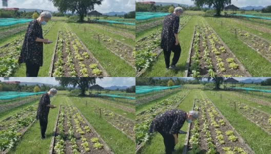 亚洲老年女性老年妇女通过智能手机应用农业技术检查植物质量高清在线视频素材下载