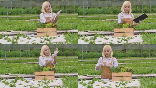 农业职业概念，年轻的女老板在菜场工作，妇女在温室里收获蔬菜高清在线视频素材下载
