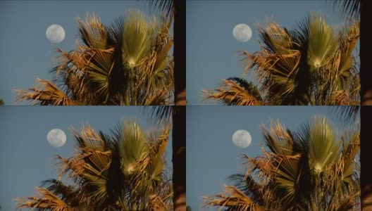 棕榈树满月高清在线视频素材下载