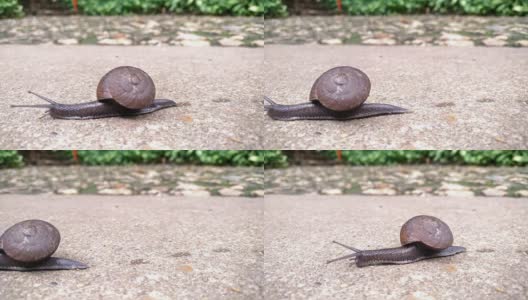 蜗牛在水泥地上爬行高清在线视频素材下载