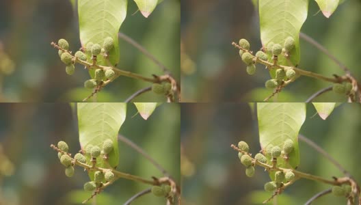 绿色的龙眼水果花高清在线视频素材下载