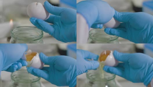 科学家在食品实验室进行测试鸡蛋高清在线视频素材下载