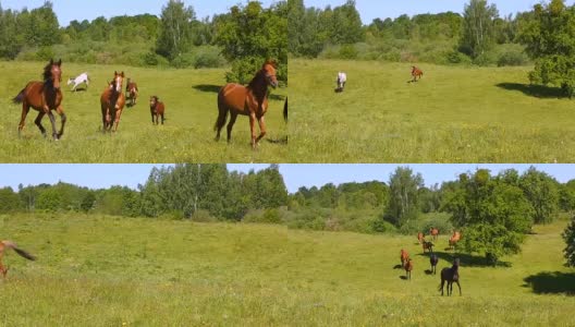 夏天，绿油油的草地上奔跑的骏马高清在线视频素材下载