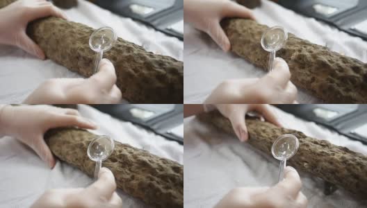 一位古生物学家在放大镜下观察一具鳞翅目植物化石的根高清在线视频素材下载