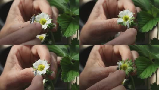 一个人为授粉准备草莓花的人高清在线视频素材下载