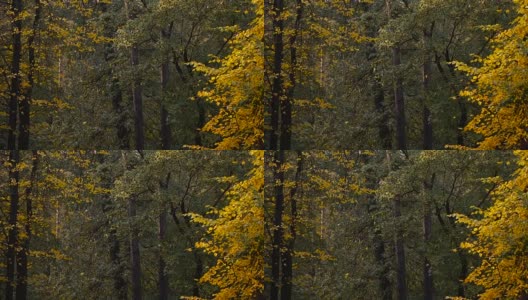 秋天。秋天公园里的黄叶高清在线视频素材下载