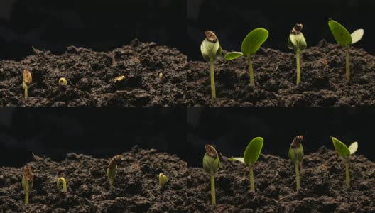 生长绿黄瓜植株的时间流逝。长时间生长，特写自然拍摄。高清在线视频素材下载