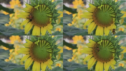 向日葵上带花粉的蜜蜂高清在线视频素材下载
