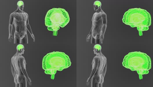 人类大脑与骨骼一起放大高清在线视频素材下载