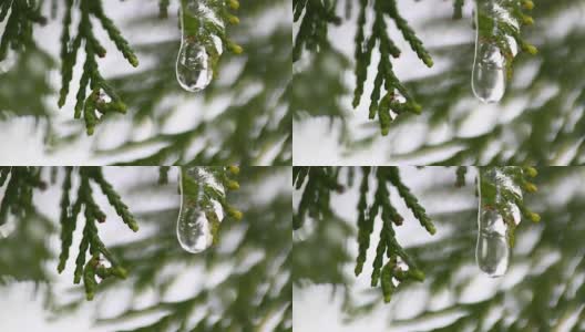 雪在冬日树木的嫩芽上融化。在模糊的树木背景上融化的雪水滴的特写。大自然冬或春的背景。实时全高清视频片段。高清在线视频素材下载